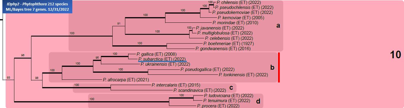    Phytophthora  spp. in subclade 10b:  portion of the seven-loci ML phylogeny featuring the type cultures of 212 described species (by T. Bourret). Notice the position of   P. subarctica  Ex-type CBS 148850 . Gloria Abad, USDA Samp;T.
